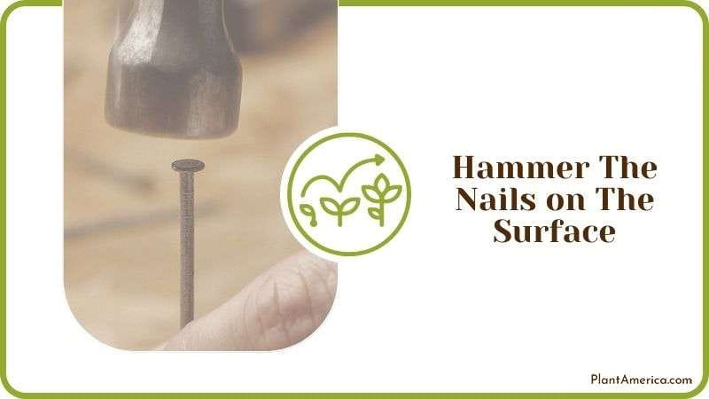 Hammer The Nails on The Surface Plant America Hammer The Nails on The Surface Plant America