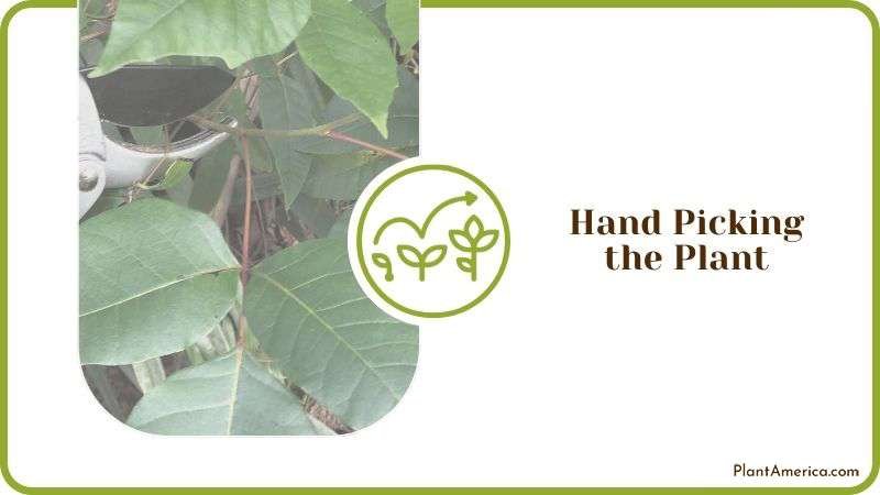 Hand Picking Poison Ivy Plant Plant America Hand Picking Poison Ivy Plant Plant America