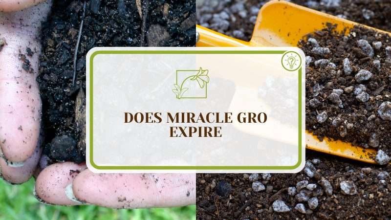 Handling Potting Mix PlantAmerica Does Miracle Gro Expire? Know Its Shelf Life and Storage Techniques