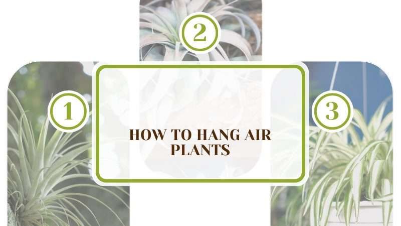 Hang Air Plants Plant America How to Hang Air Plants: Super Easy Steps to Follow