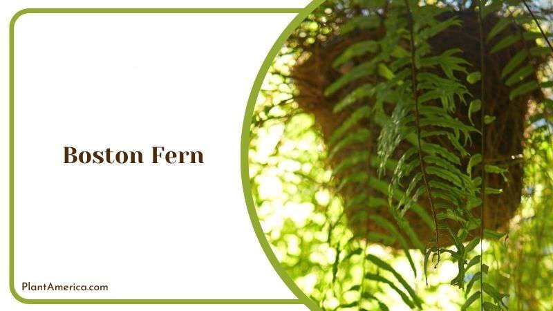 Hanged Boston Fern Plant America
