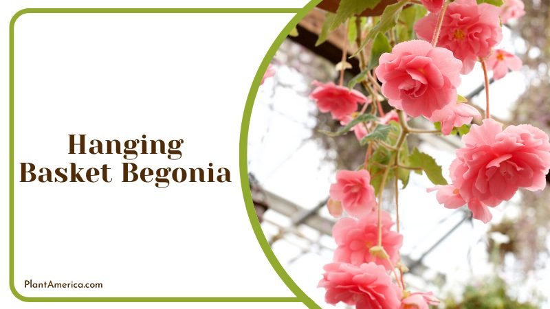 Hanging Basket Begonia ~ PlantAmerica