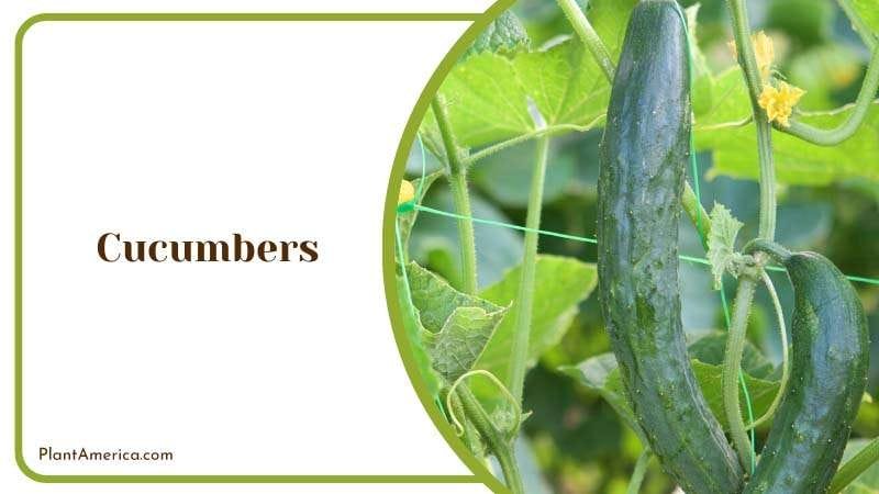 Hanging Cucumbers on Plants PlantAmerica Hanging Cucumbers on Plants PlantAmerica
