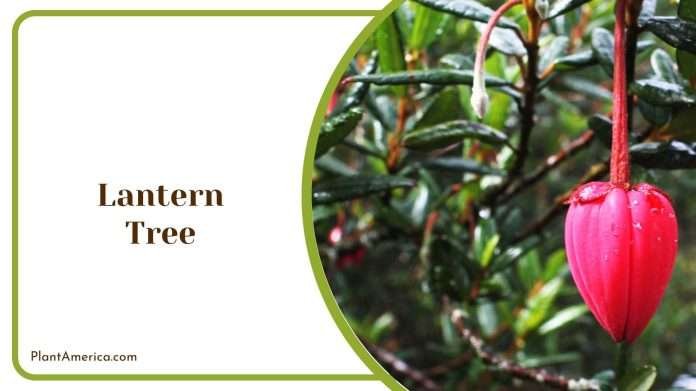18 Trees with Long Seed Pods to Bring Whimsy to Your Yard - Plant America