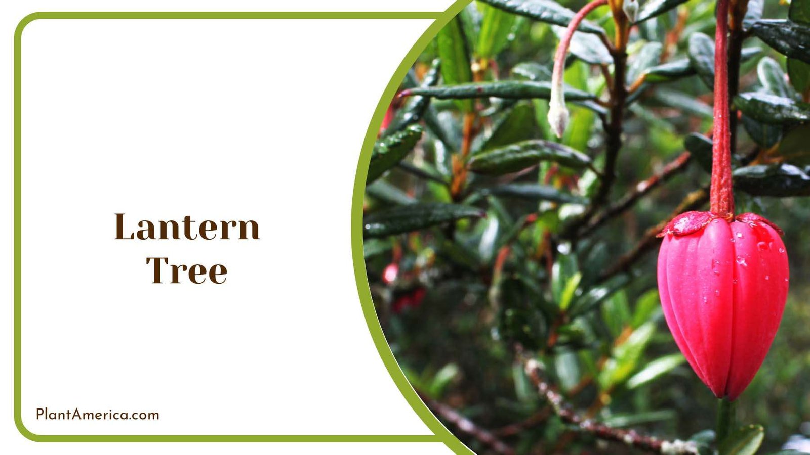 Hanging Lantern Tree Plant America