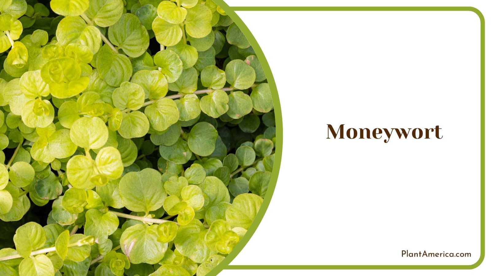Hanging Moneywort Plant America
