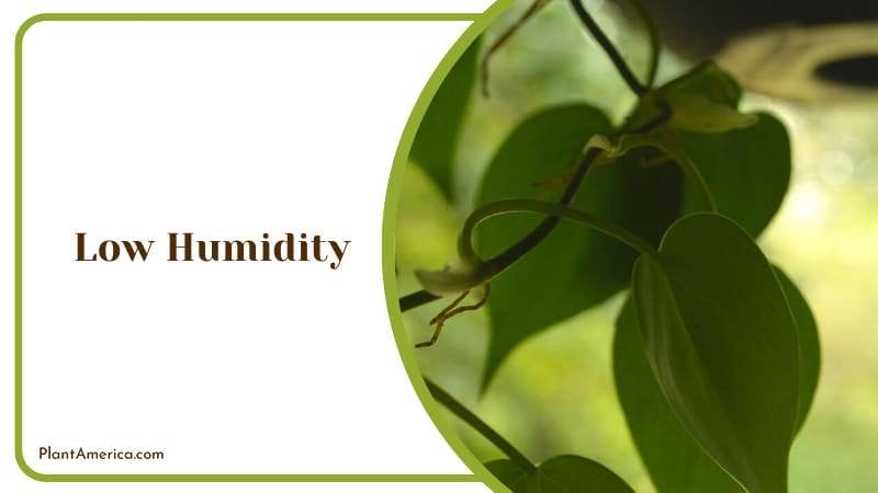 Hanging Philodendron Hederaceum Plant America