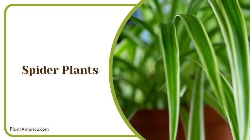 Hanging Spider Plant Beauty Plant America