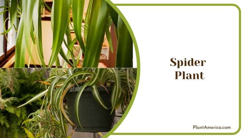 Hanging Spider Plant in Pot Plant America