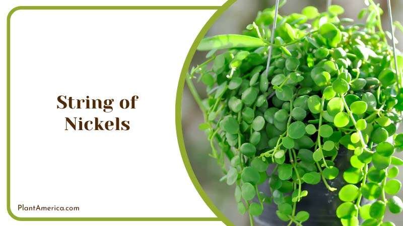 Hanging String of Nickels Plants in House Plant America