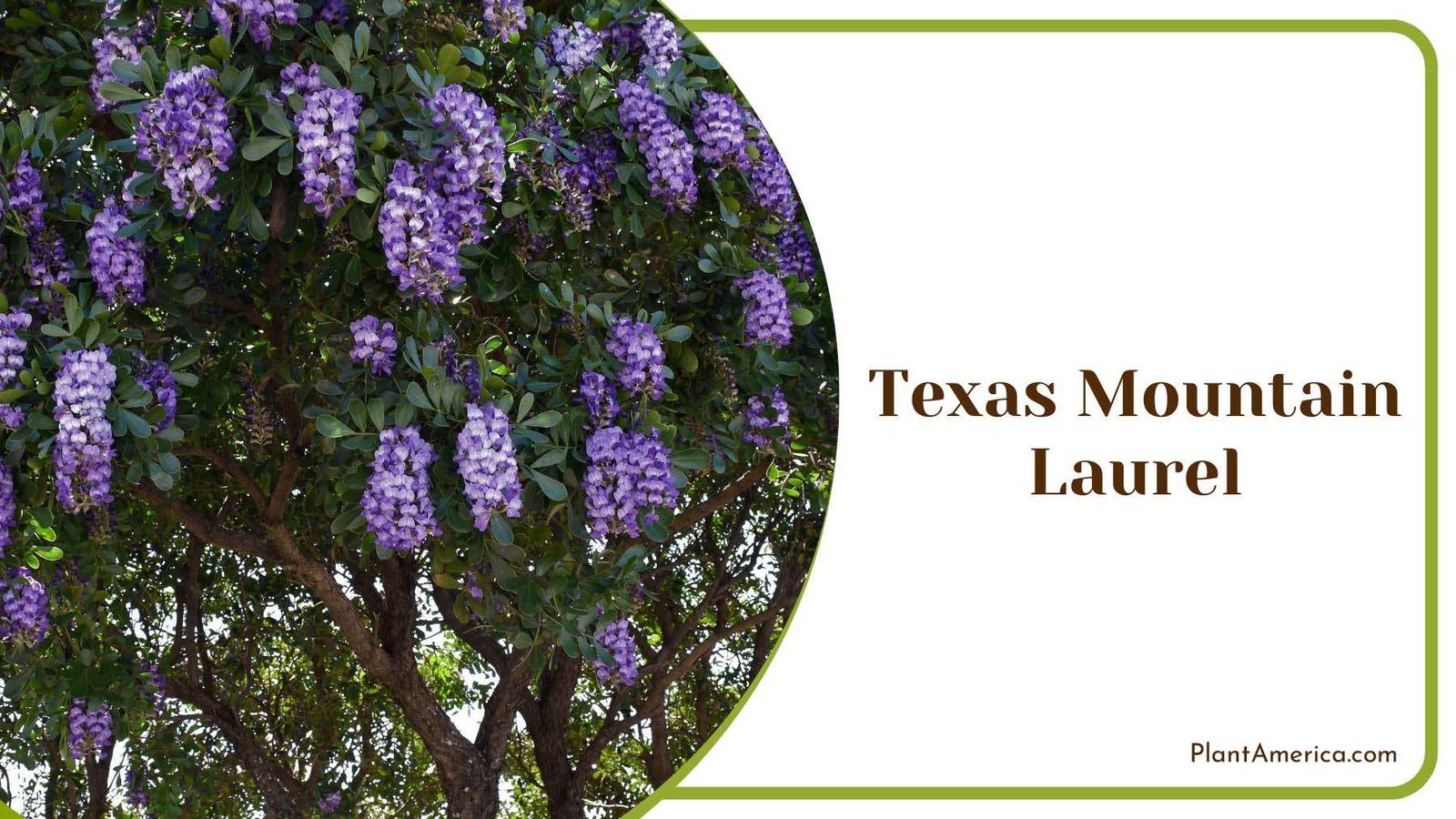Hanging Texas Mountain Laurel Plant America