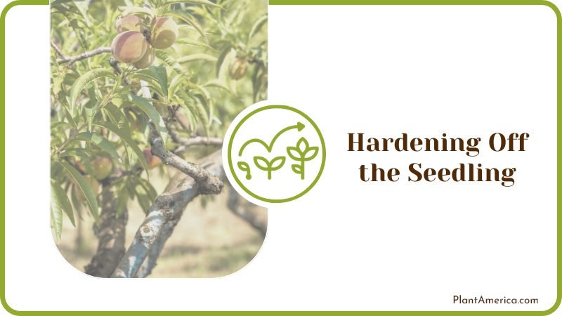 Hardening Off the Seedling PlantAmerica