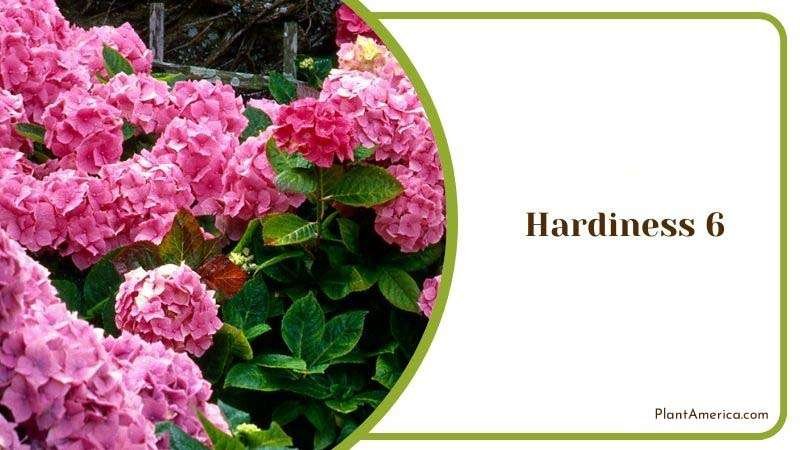 Hardiness 6 Plant America