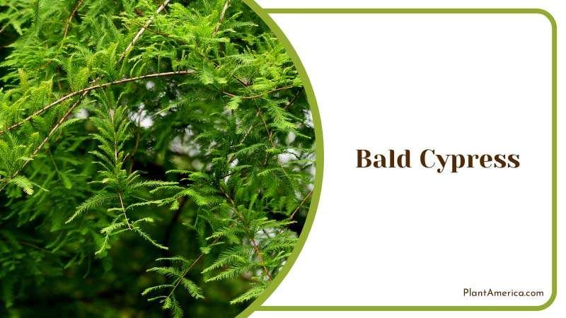 Hardy Bald Cypress Tree Plant America