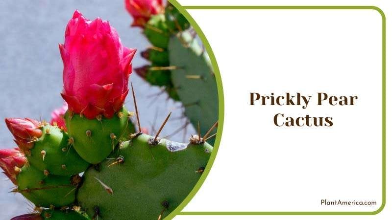 Hardy Beauty of Prickly Pear Cactus Plant America