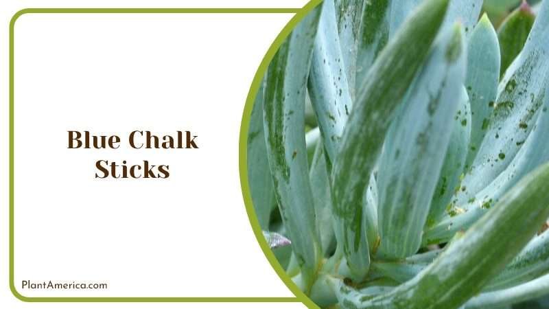 Hardy Blue Chalk Sticks Succulent Plant America