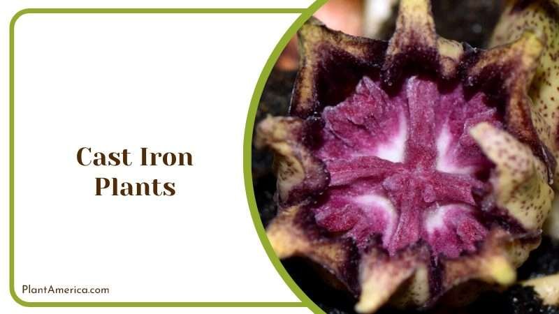 Hardy Cast Iron Plant Plant America