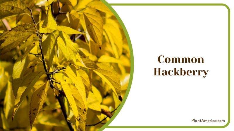Hardy Common Hackberry Tree Plant America