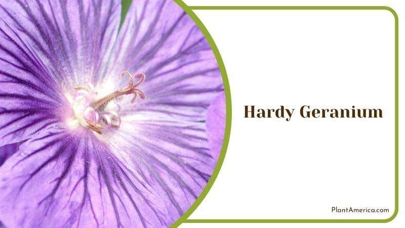 Hardy Geranium PlantAmerica