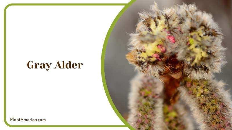 Hardy Gray Alder Tree Plant America