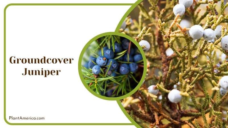 Hardy Groundcover Juniper Plant America