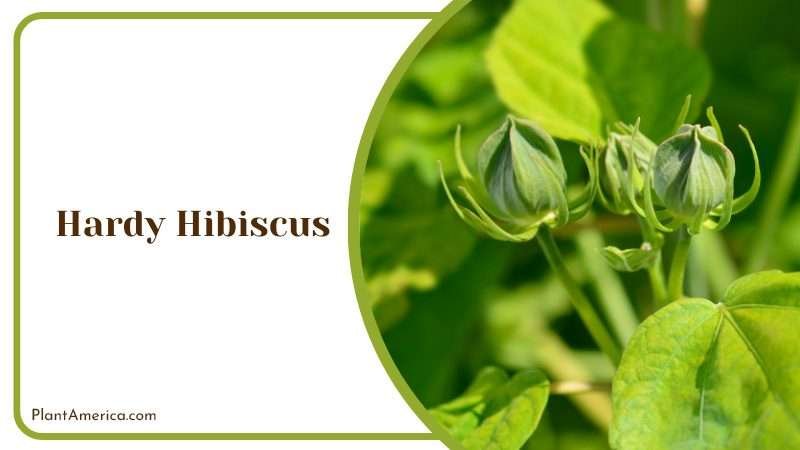 Hardy Hibiscus Buds in Garden PlantAmerica