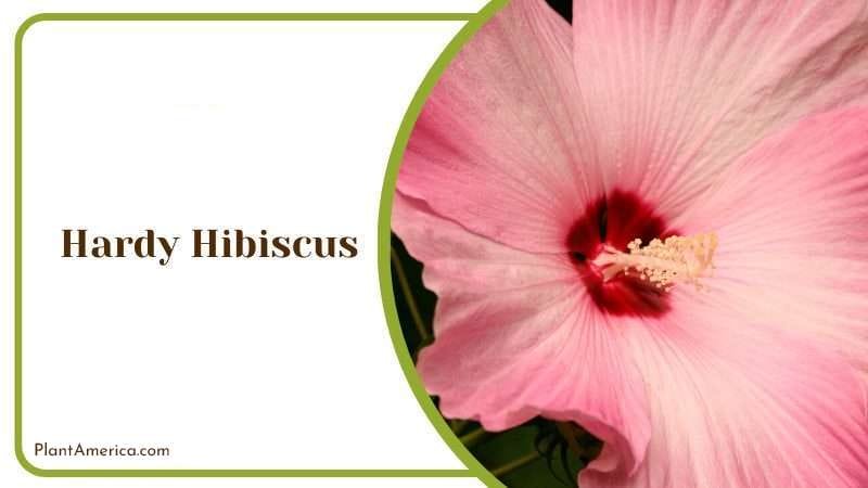 Hardy Hibiscus PlantAmerica 1 Hardy Hibiscus PlantAmerica 1