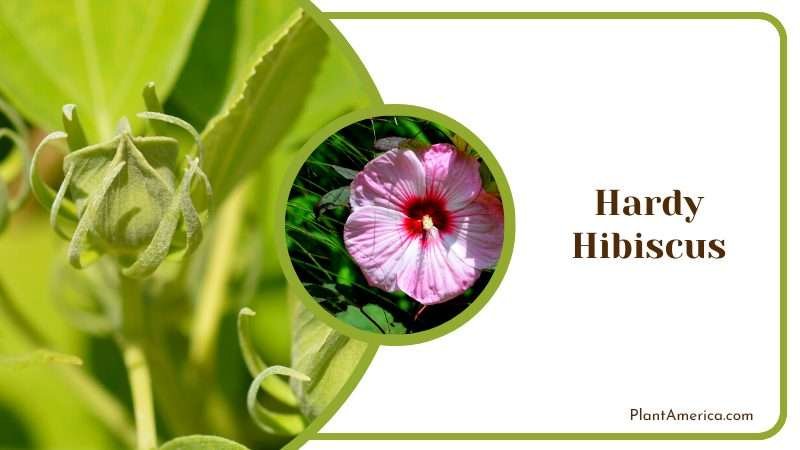 Hardy Hibiscus Showy Flowers Plant America