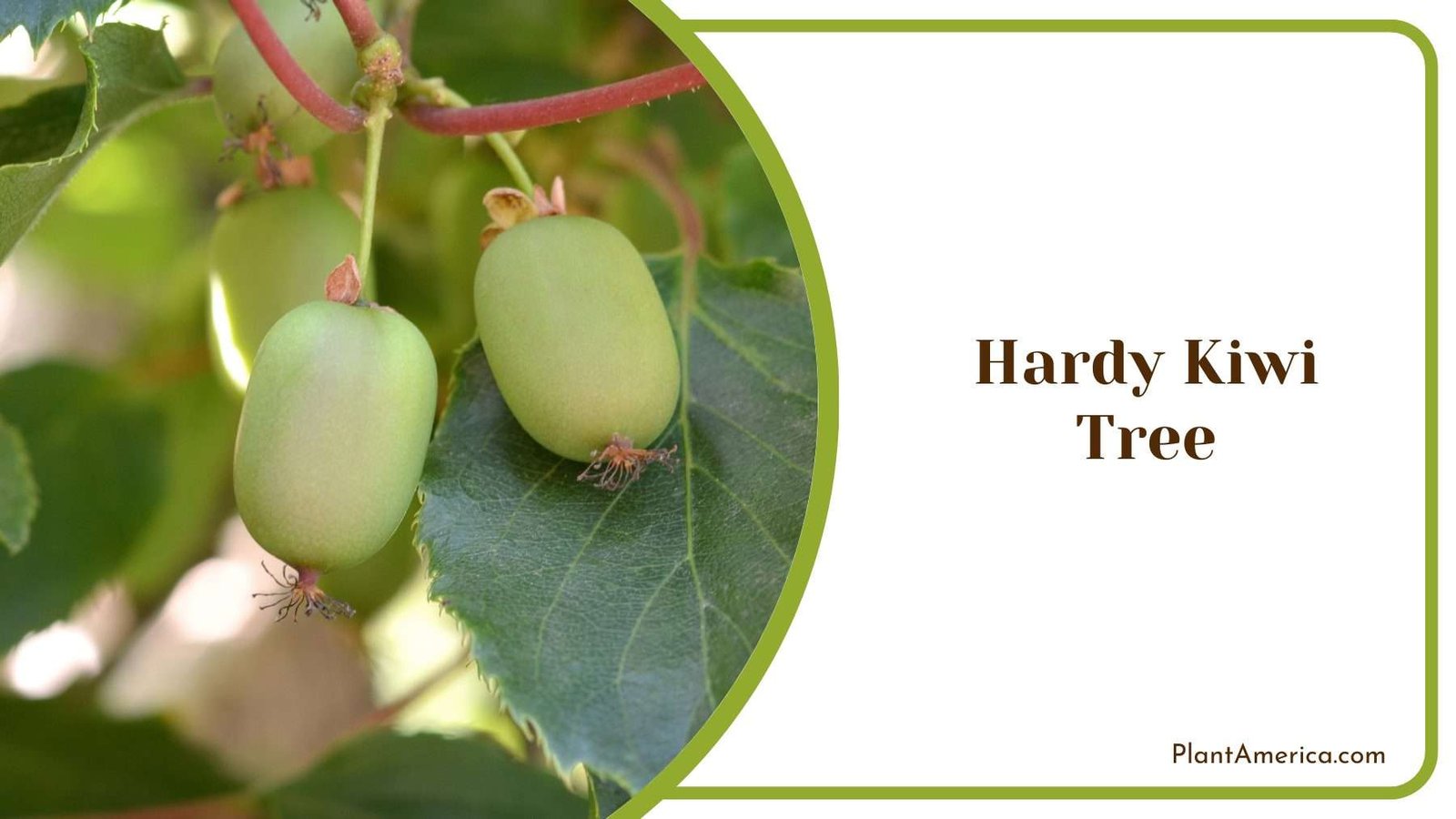 Hardy Kiwi Tree Plant America