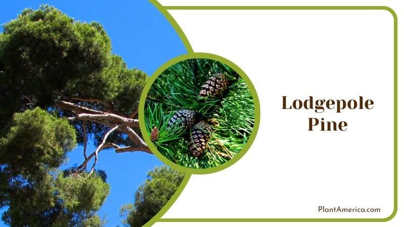 Hardy Lodgepole Pine Tree PlantAmerica Hardy Lodgepole Pine Tree PlantAmerica