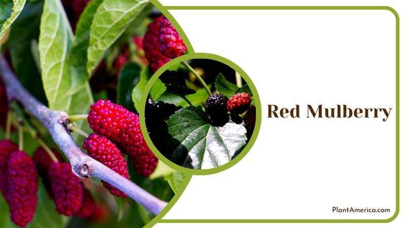 Hardy Red Mulberry Plant America