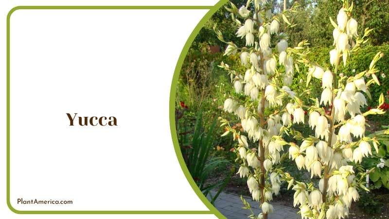 Hardy Yucca Plant Plant America