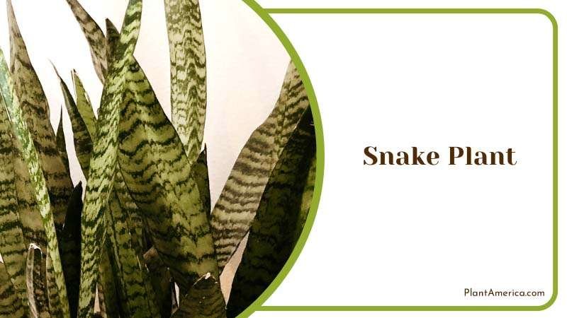 Hardy and Low Maintenance Indoor Plant Plant America