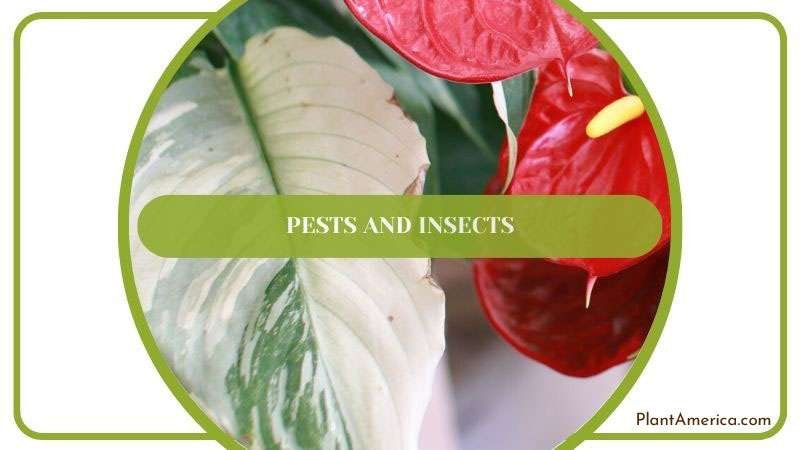 Harmful Pests and Insects for Anthurium ~ PlantAmerica