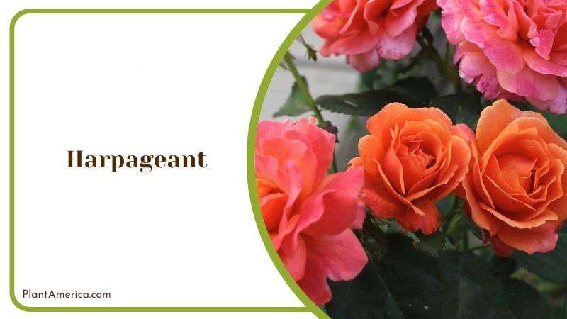 Harpageant Plant America Harpageant Plant America