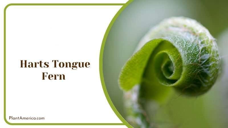 Harts Tongue Fern PlantAmerica