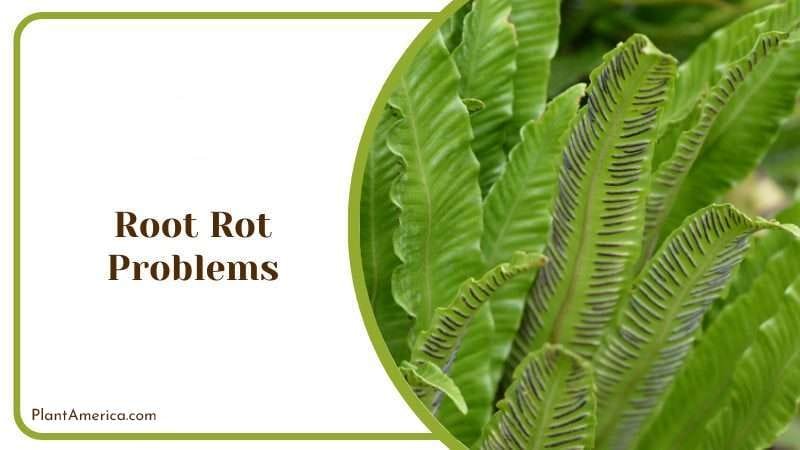 Harts Tongue Fern Problems PlantAmerica