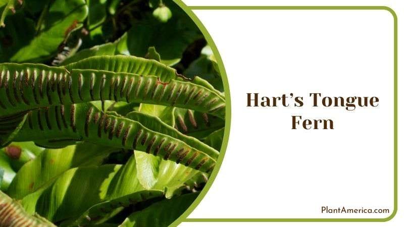 Harts Tongue Fern Setup Method Plant America