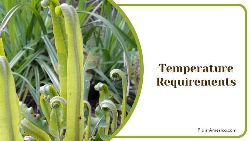 Harts Tongue Fern Temperature PlantAmerica