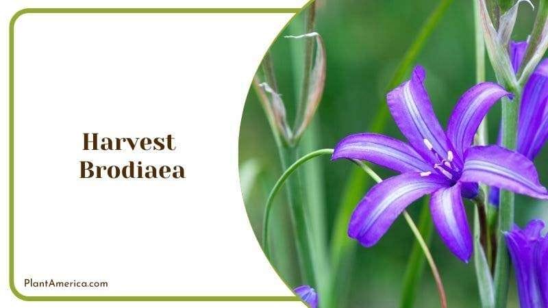 Harvest Brodiaea Plant America