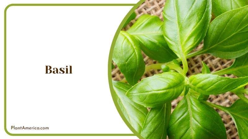 Harvesting Basil Leaves PlantAmerica Harvesting Basil Leaves PlantAmerica