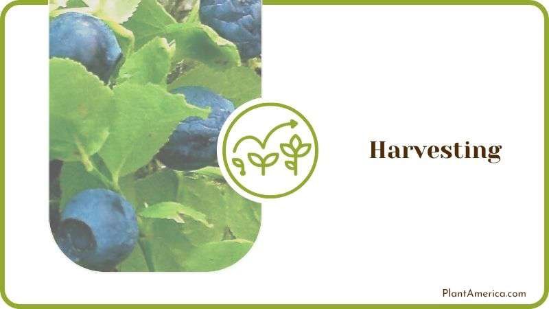Harvesting Blueberry Bush Plant America