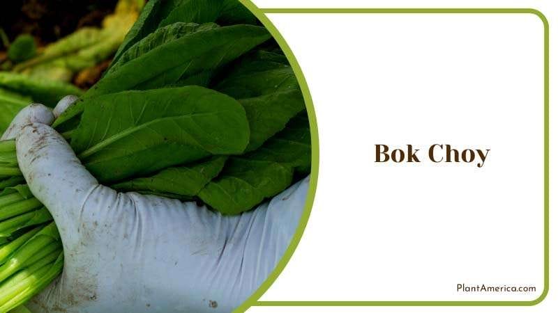 Harvesting Bok Choy PlantAmerica