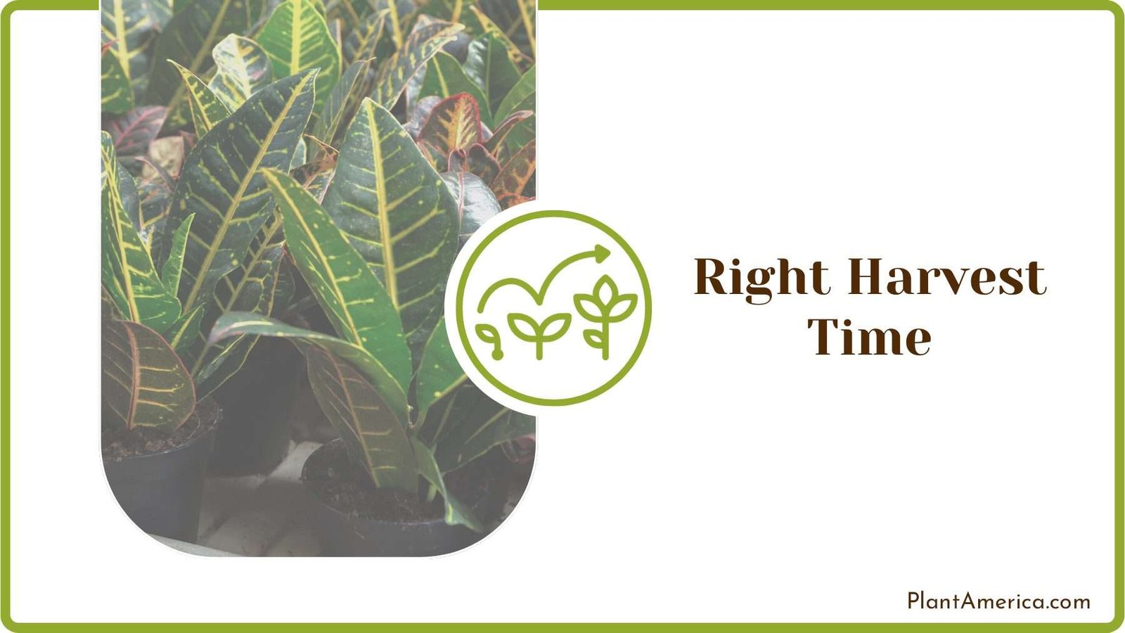 Harvesting Croton Plants Plant America