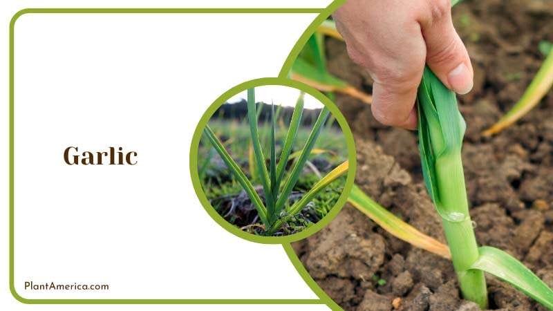 Harvesting Garlic Plants PlantAmerica
