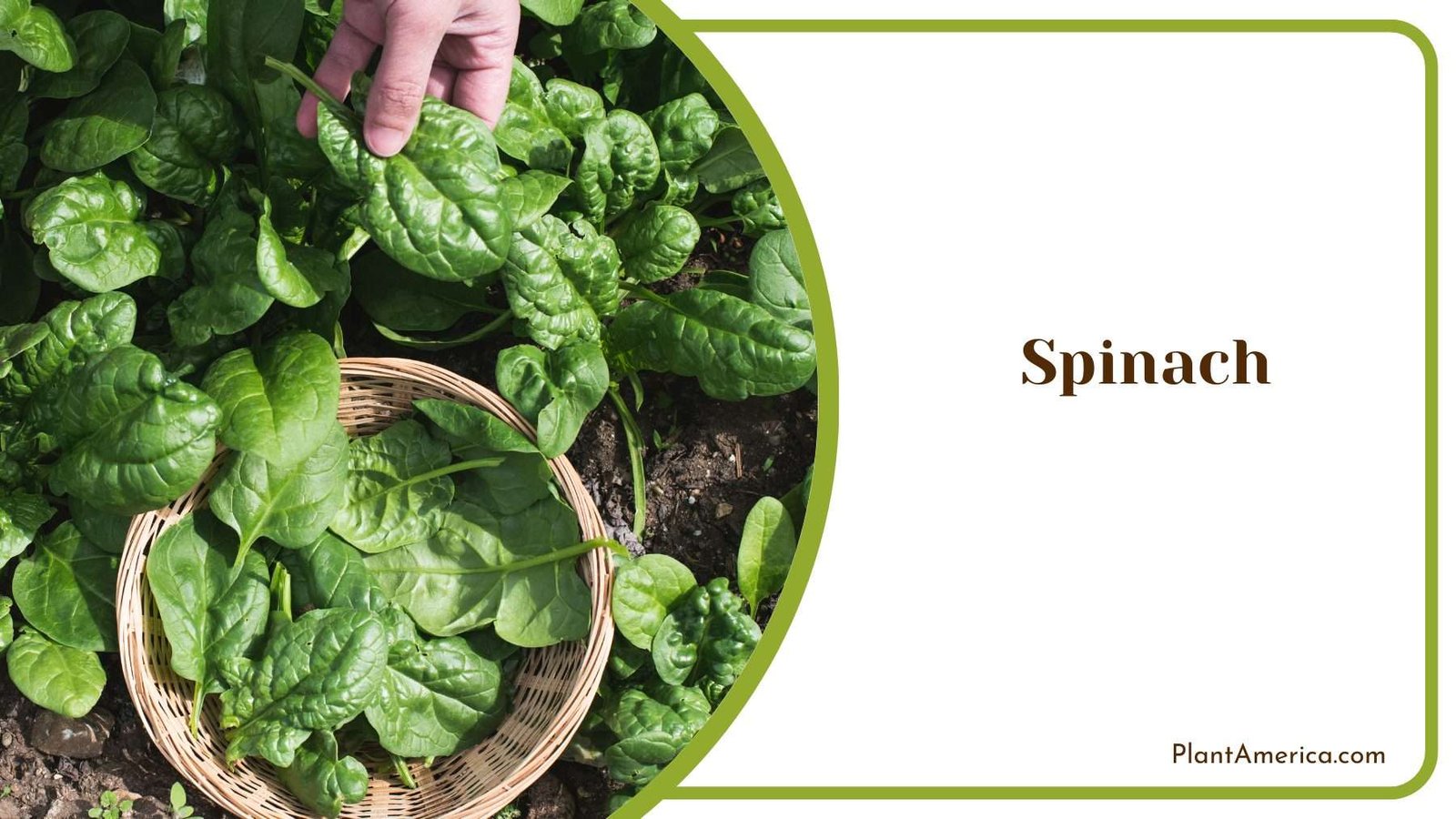 Harvesting Spinach Plants Plant America Harvesting Spinach Plants Plant America