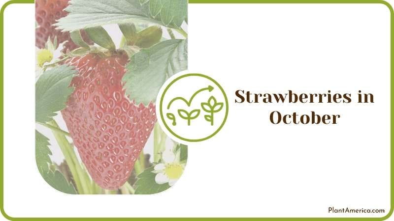 Harvesting Strawberry Fruits Plant America