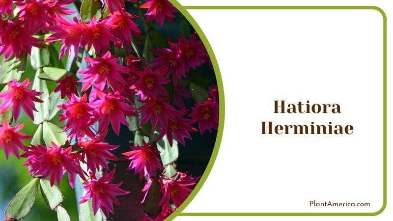 Hatiora Herminiae Plant America