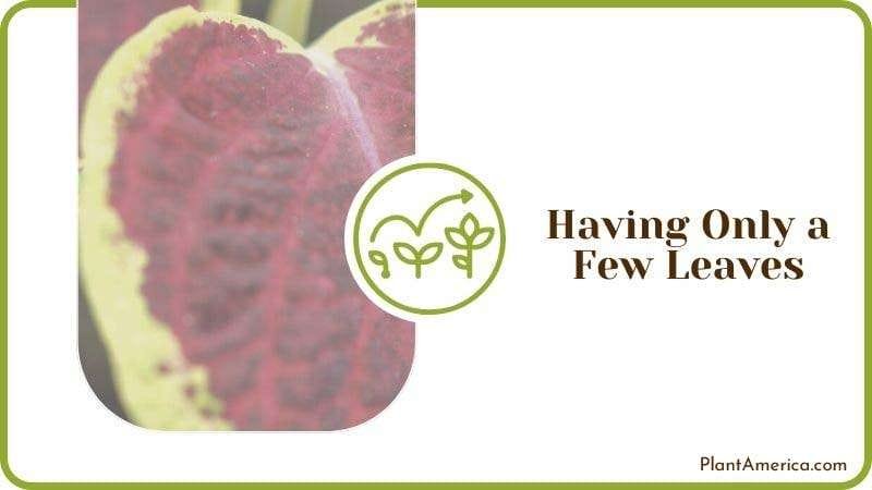 Having Only a Few Leaves Plant America