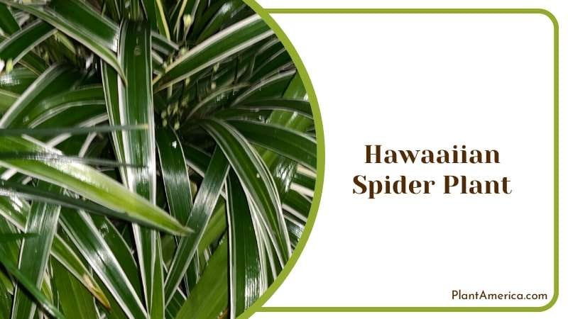 Hawaaiian Spider Plant PlantAmerica